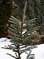 Abies koreana Silbersnow IMG_4698 Jodła koreańska